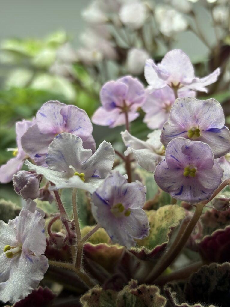 Imp’s Bog Bubbles