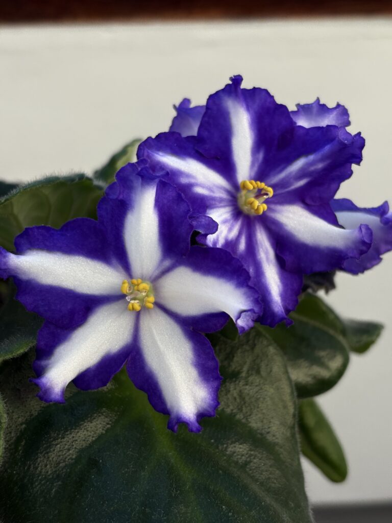 Jenny”s Delight