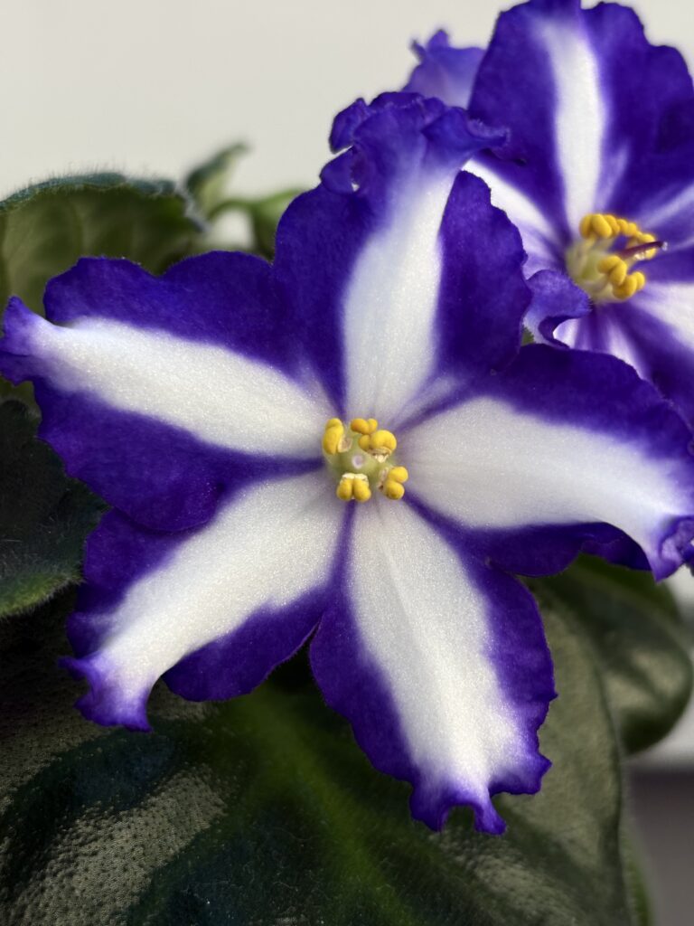 Jenny”s Delight