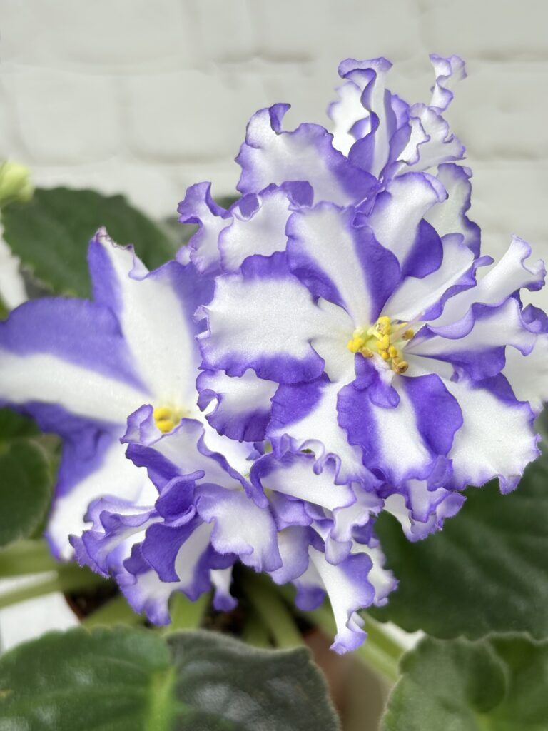 Jenny”s Delight
