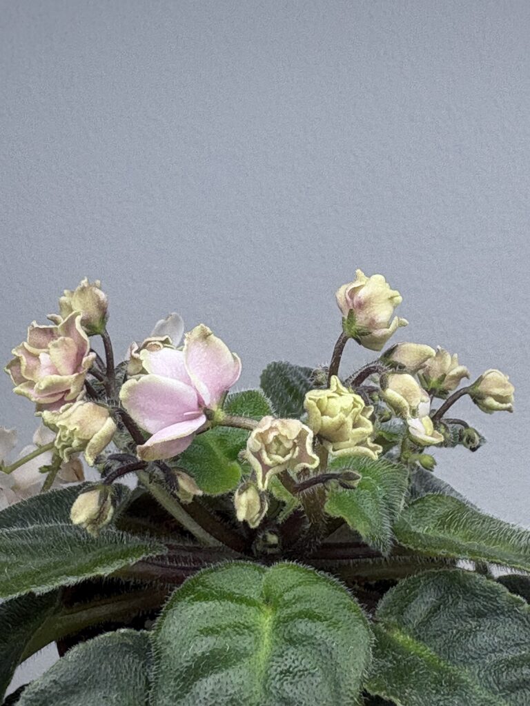 Jolly Imp