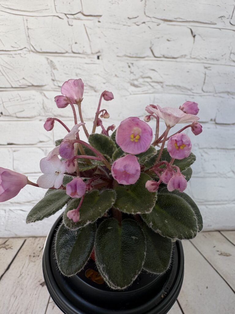 Jolly Pink Halo