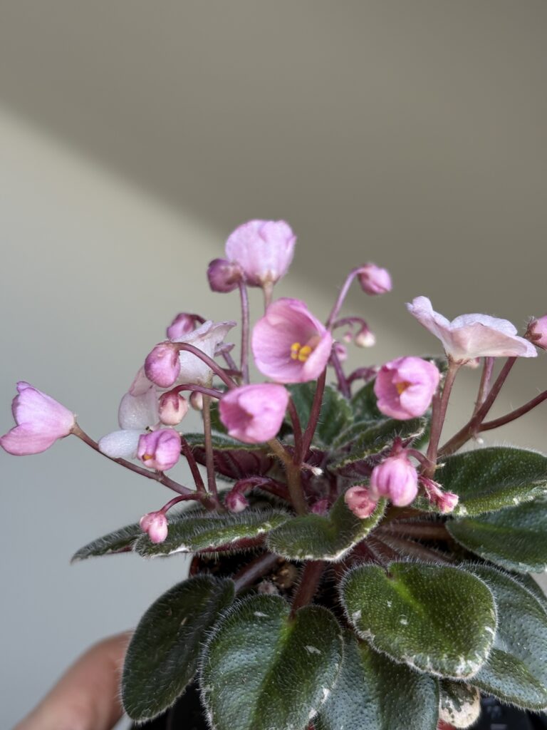 Jolly Pink Halo