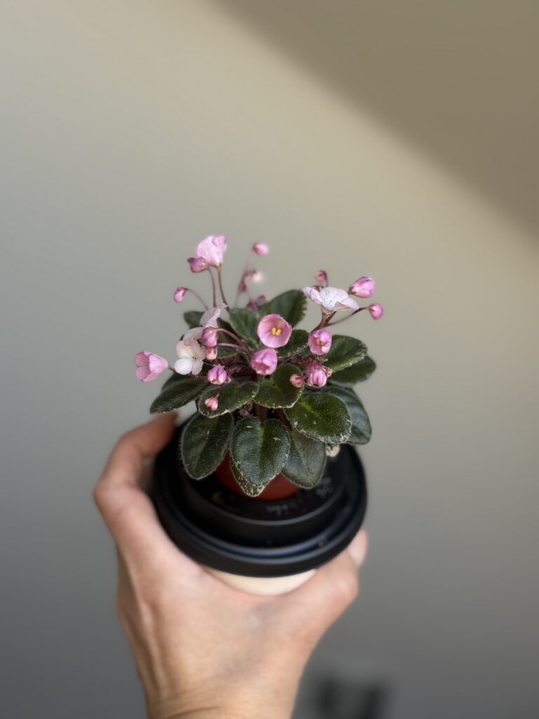 Jolly Pink Halo