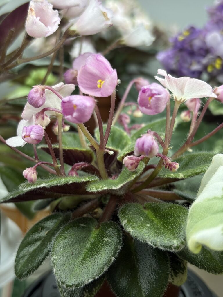 Jolly Pink Halo