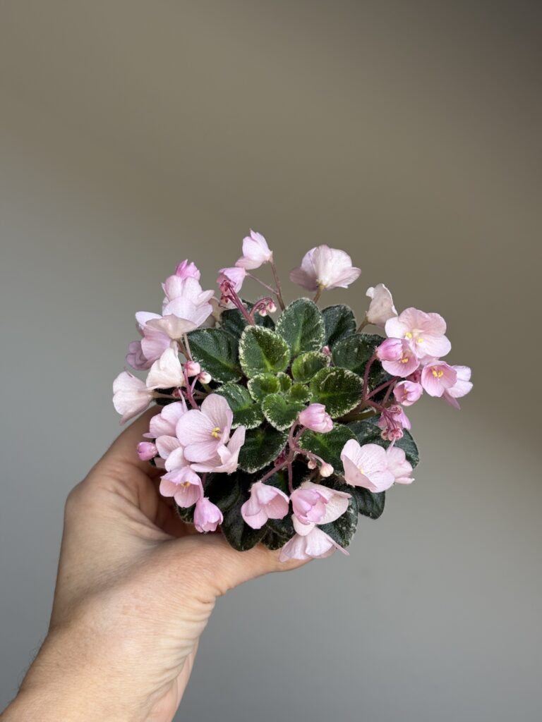 Jolly Pink Halo