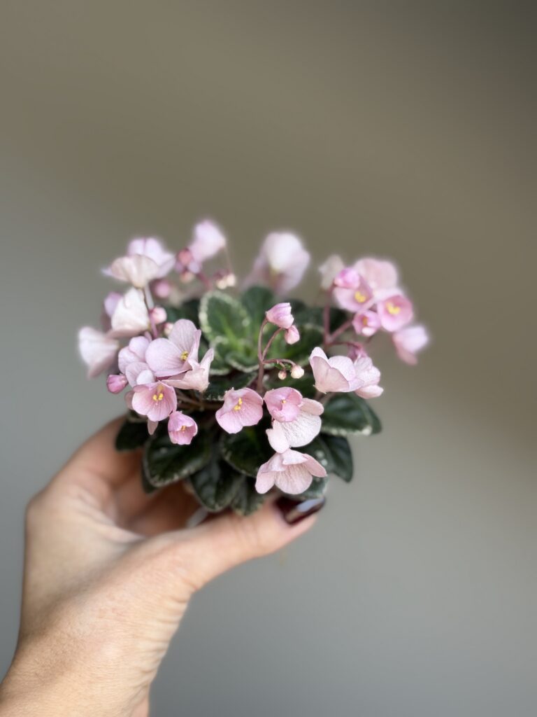 Jolly Pink Halo