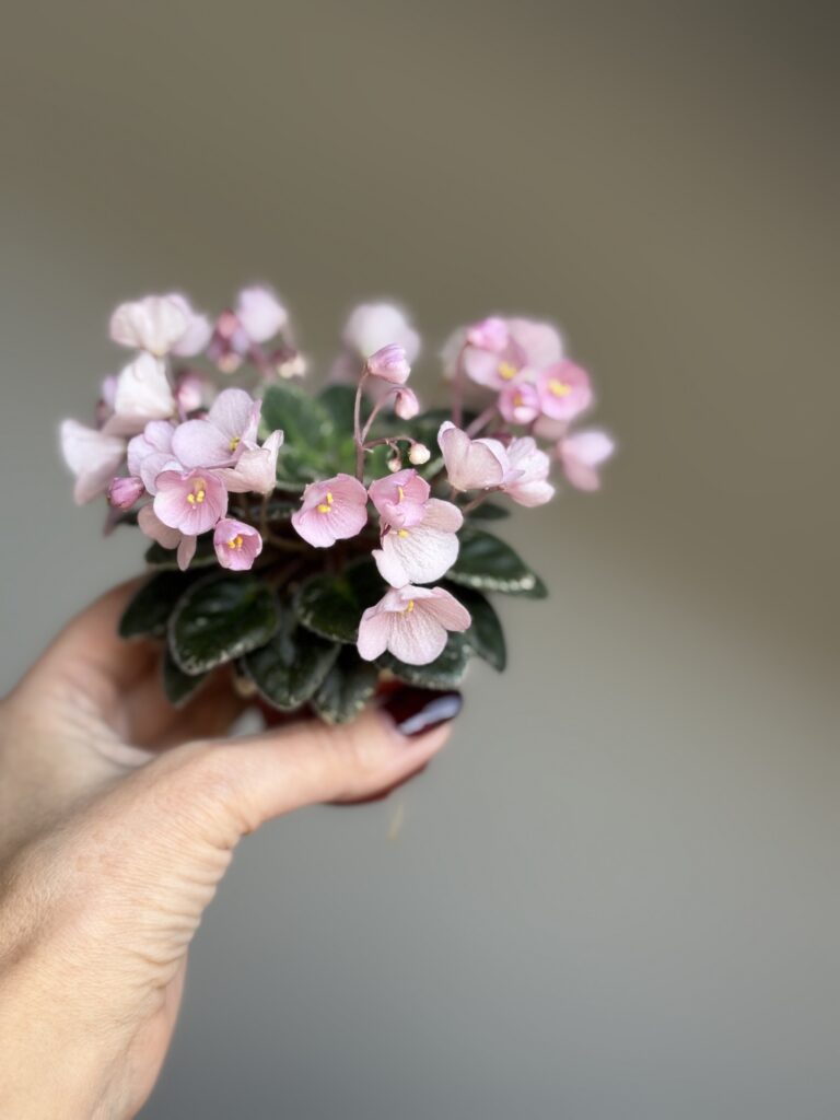 Jolly Pink Halo