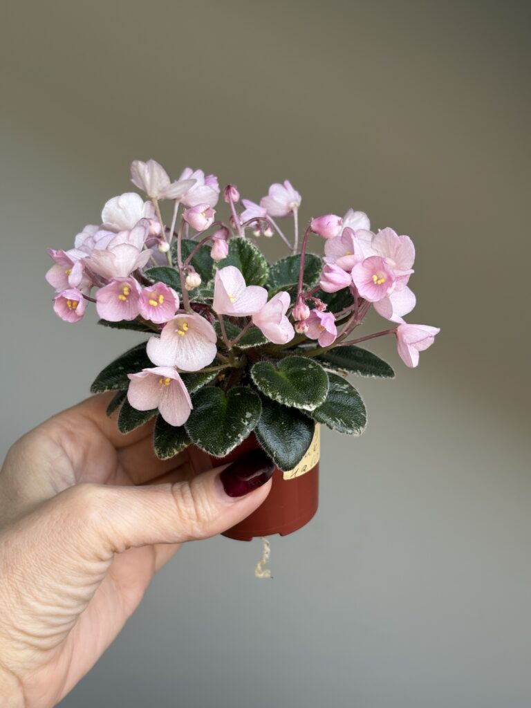 Jolly Pink Halo