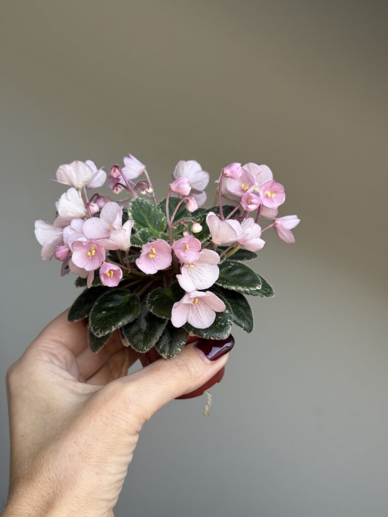 Jolly Pink Halo