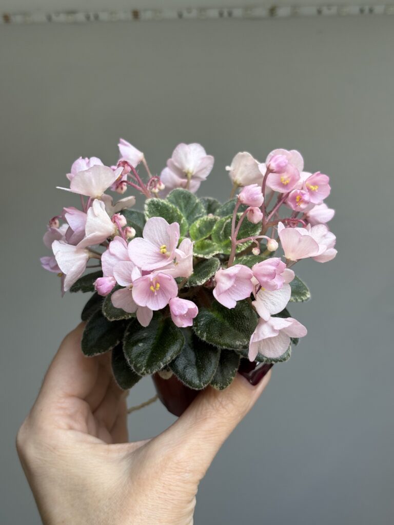Jolly Pink Halo