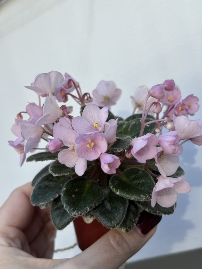 Jolly Pink Halo