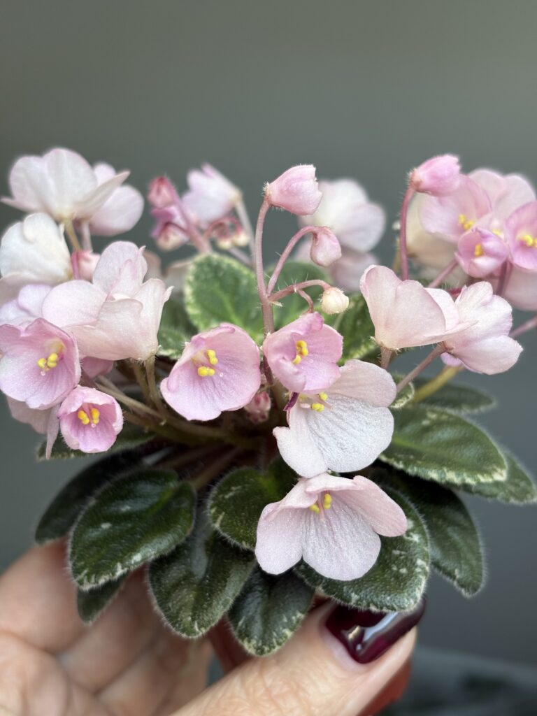 Jolly Pink Halo