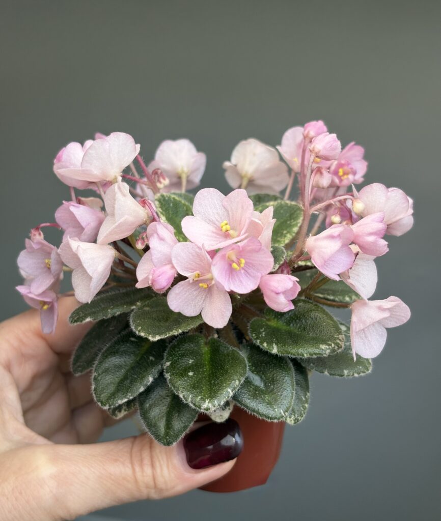 Jolly Pink Halo