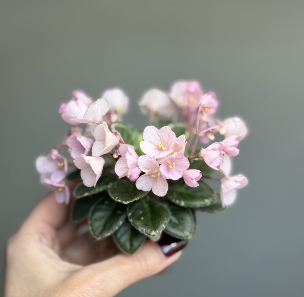 Jolly Pink Halo