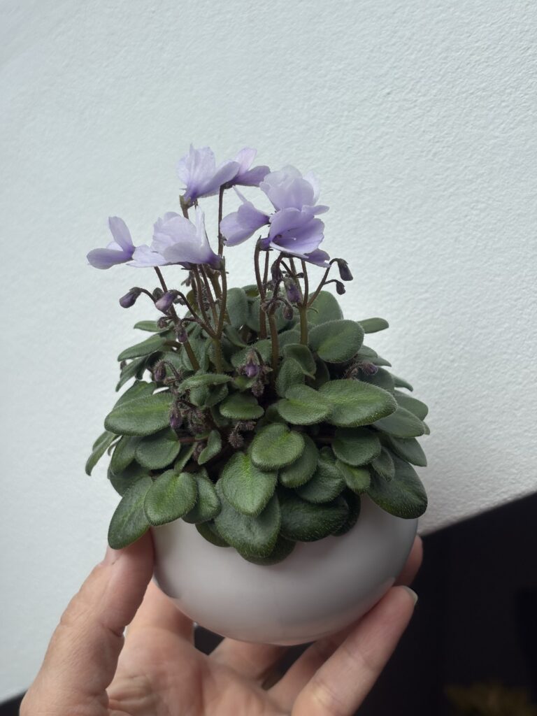 Lilla Blåklockan