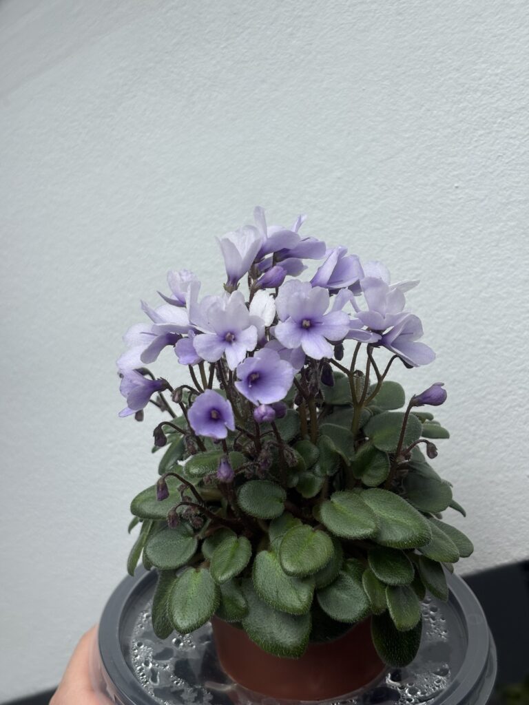 Lilla Blåklockan