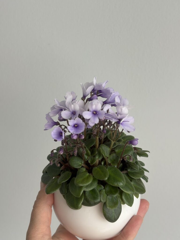 Lilla Blåklockan