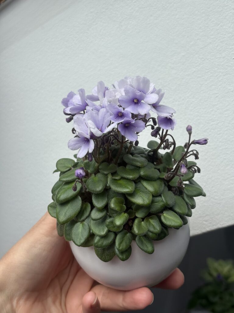 Lilla Blåklockan