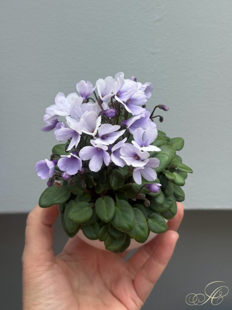 Lilla Blåklockan