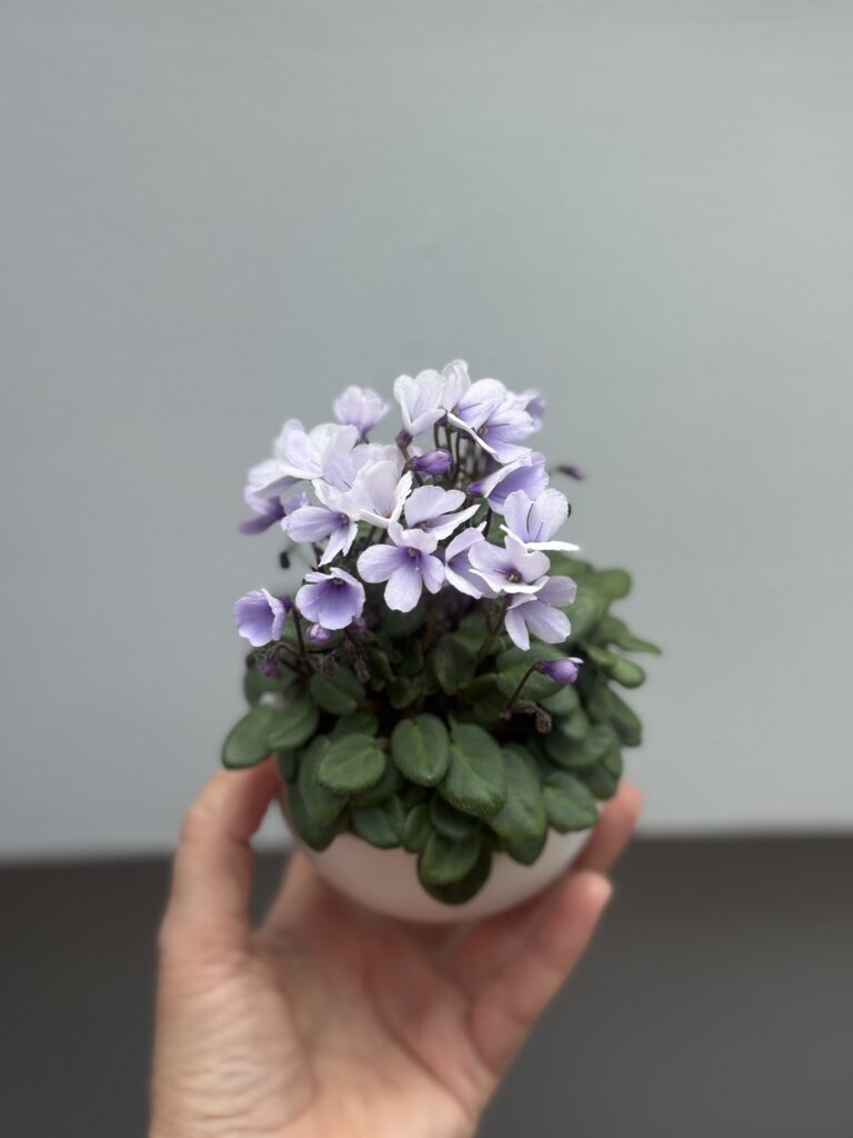 Lilla Blåklockan