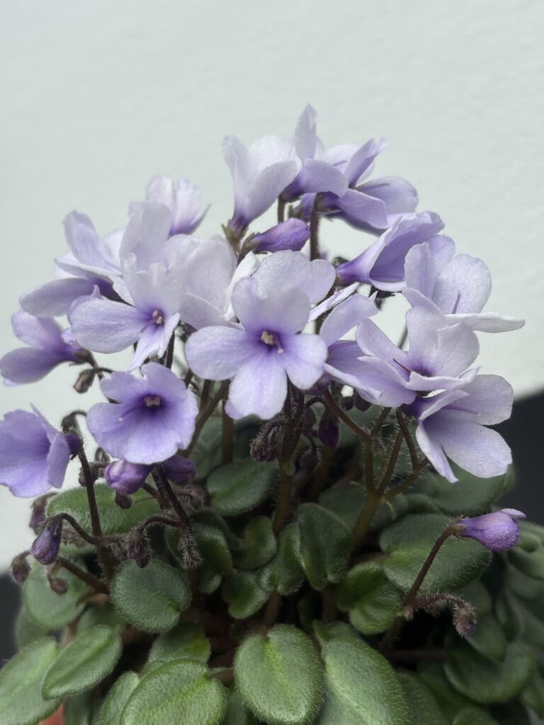 Lilla Blåklockan