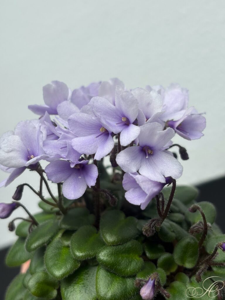 Lilla Blåklockan