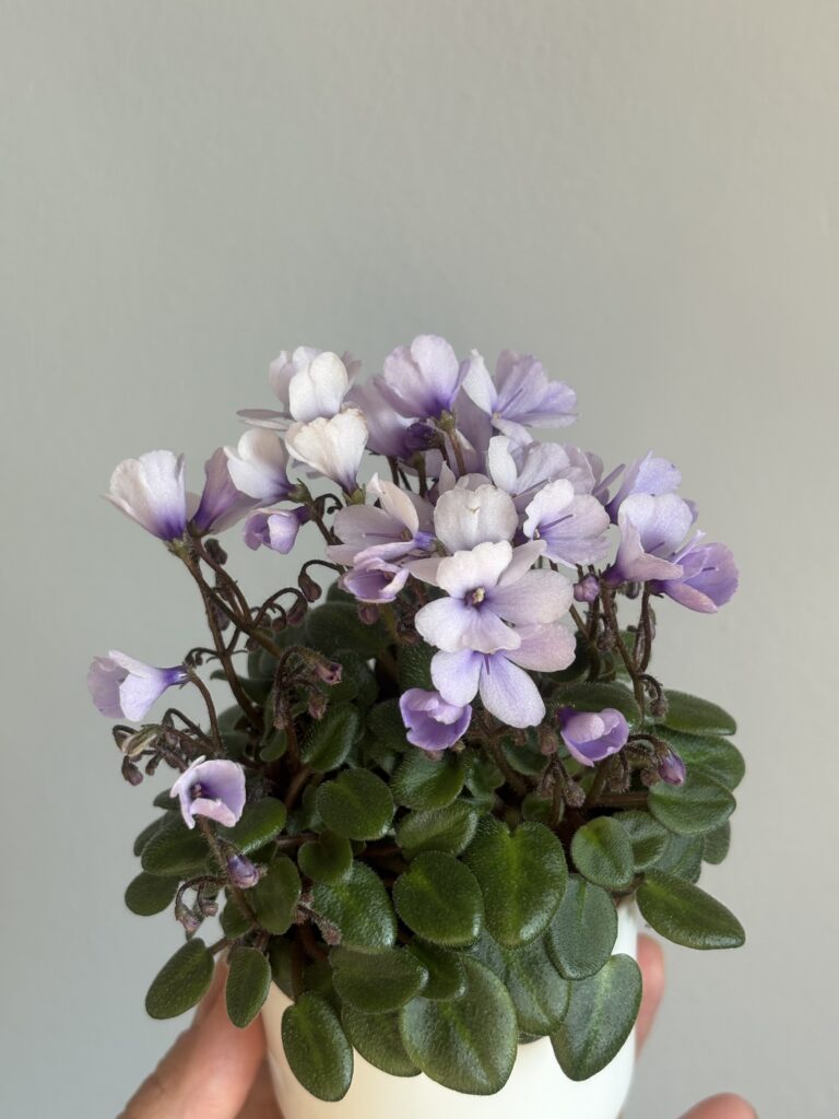 Lilla Blåklockan