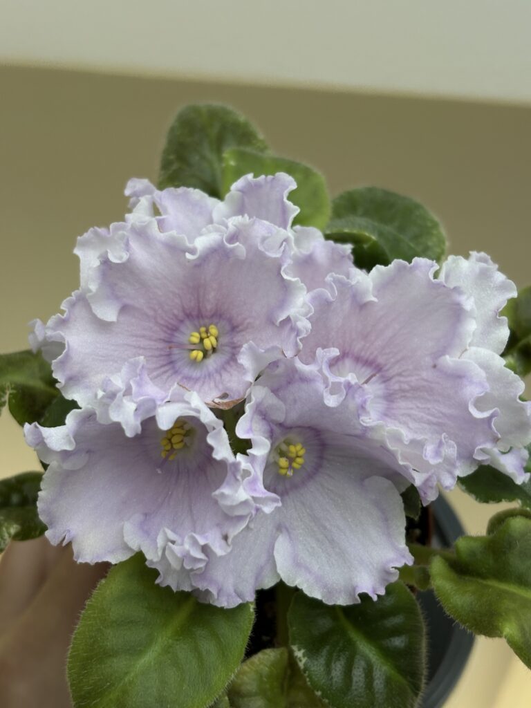 Lina’s Big Bang