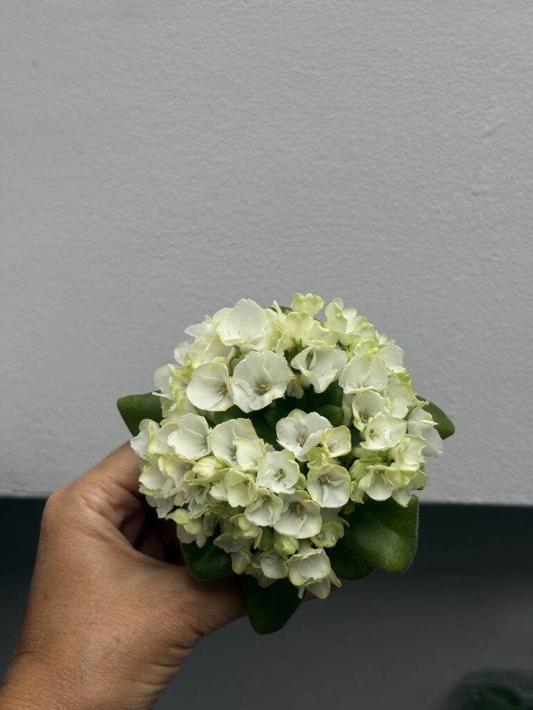 Mac’s Elegant Emerald