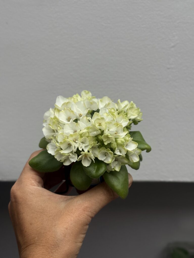 Mac’s Elegant Emerald