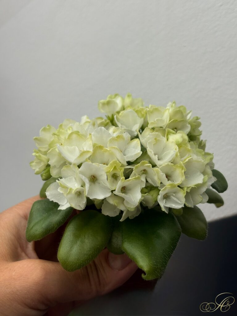 Mac’s Elegant Emerald
