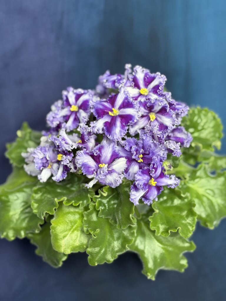 NDer-Королева Красоты