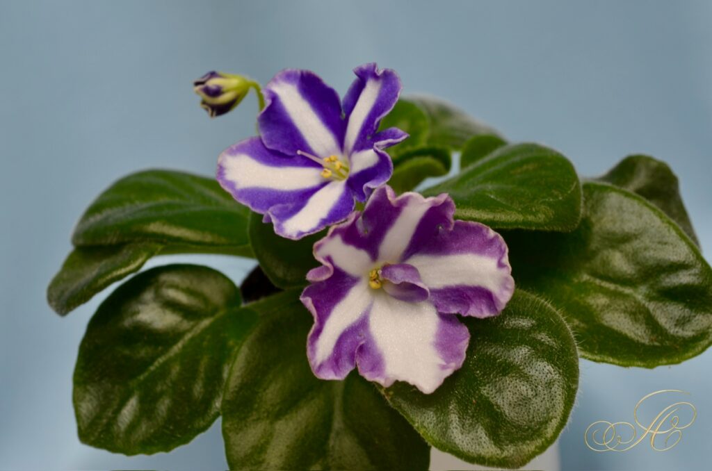 Ol-Танок Зірочок