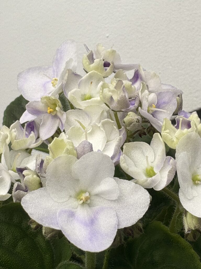 Optimara LooXo Luminous