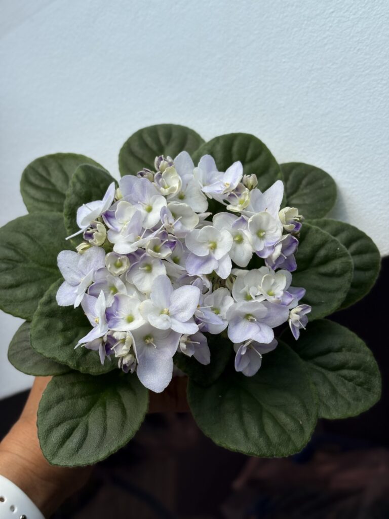 Optimara LooXo Luminous