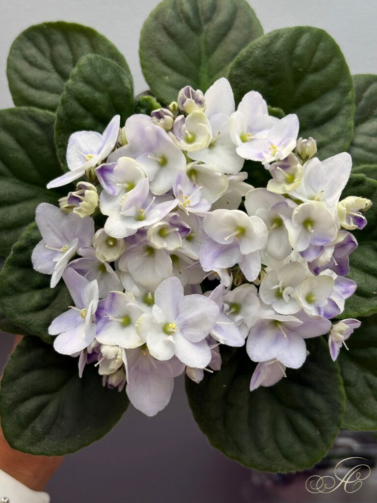 Optimara LooXo Luminous