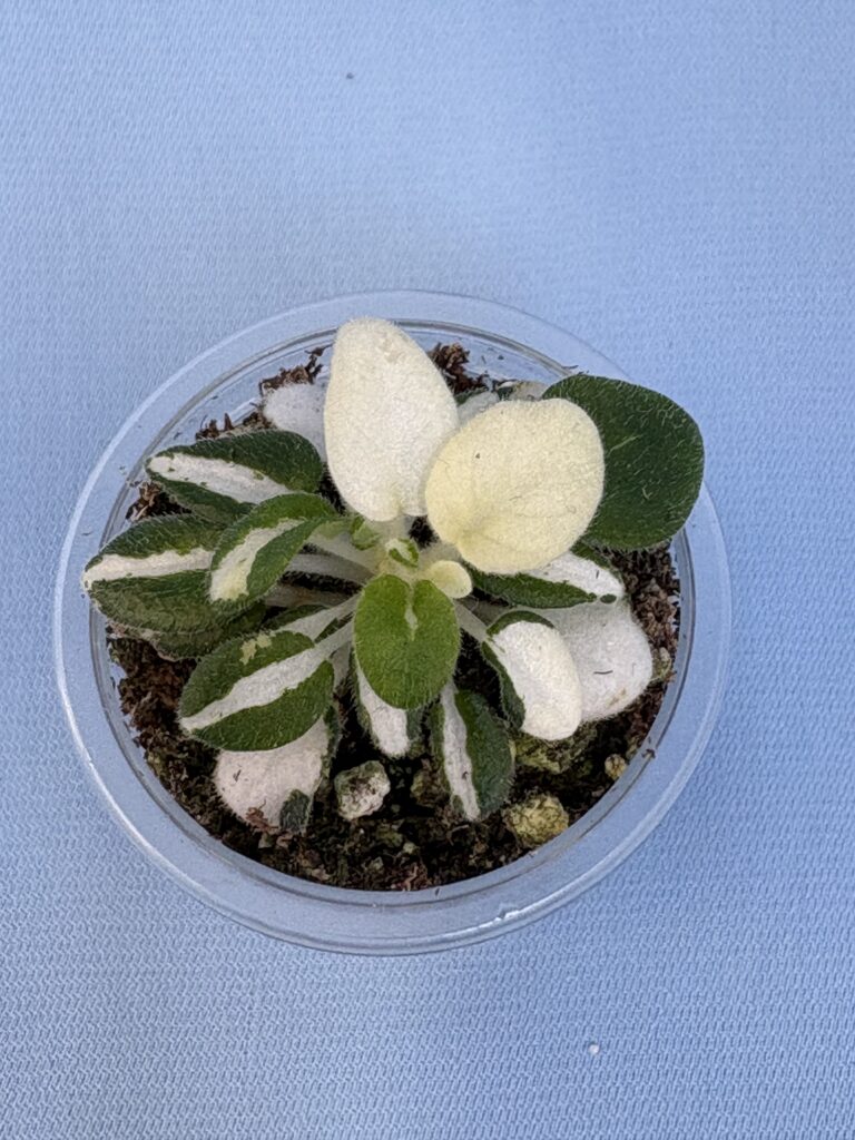 RUD-Green and White