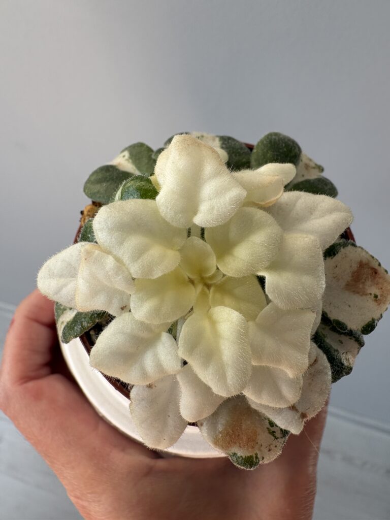 RUD-Green and White