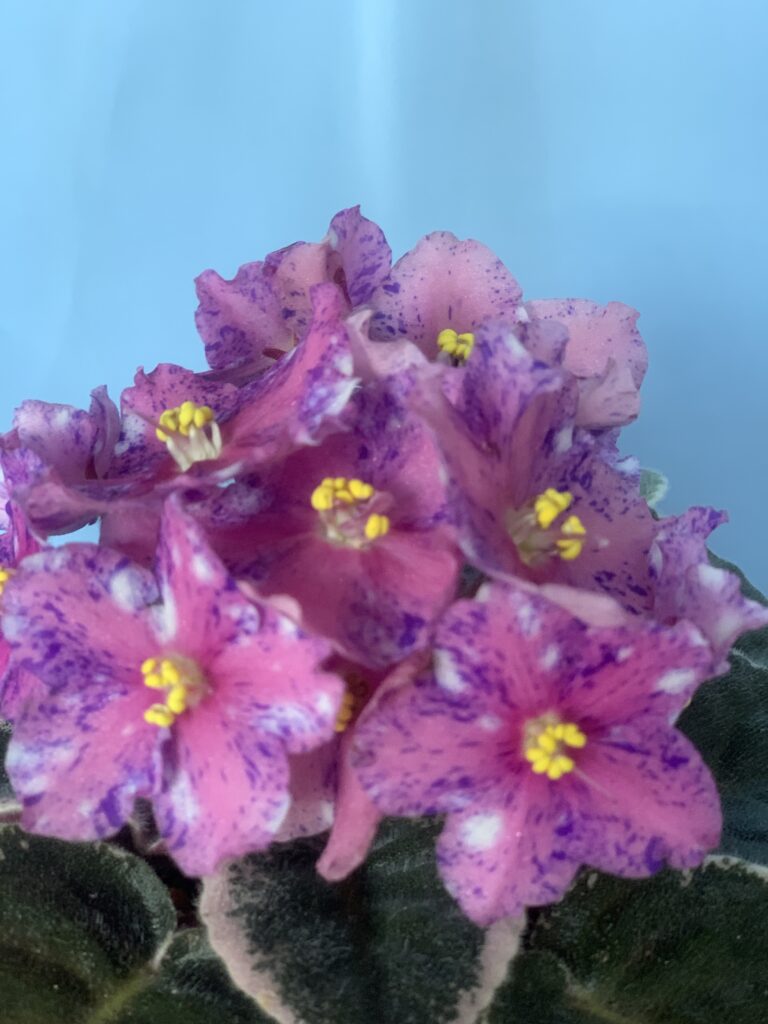 Rivermist Oohlala