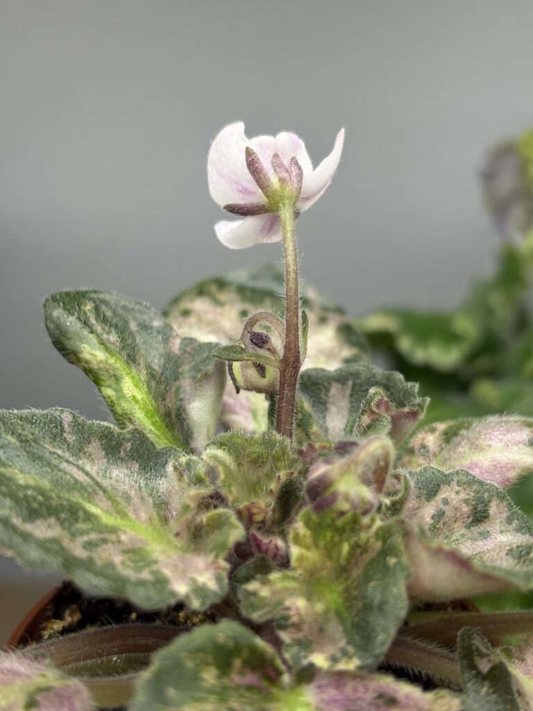 Saintpaulia Diplotricha Variegata