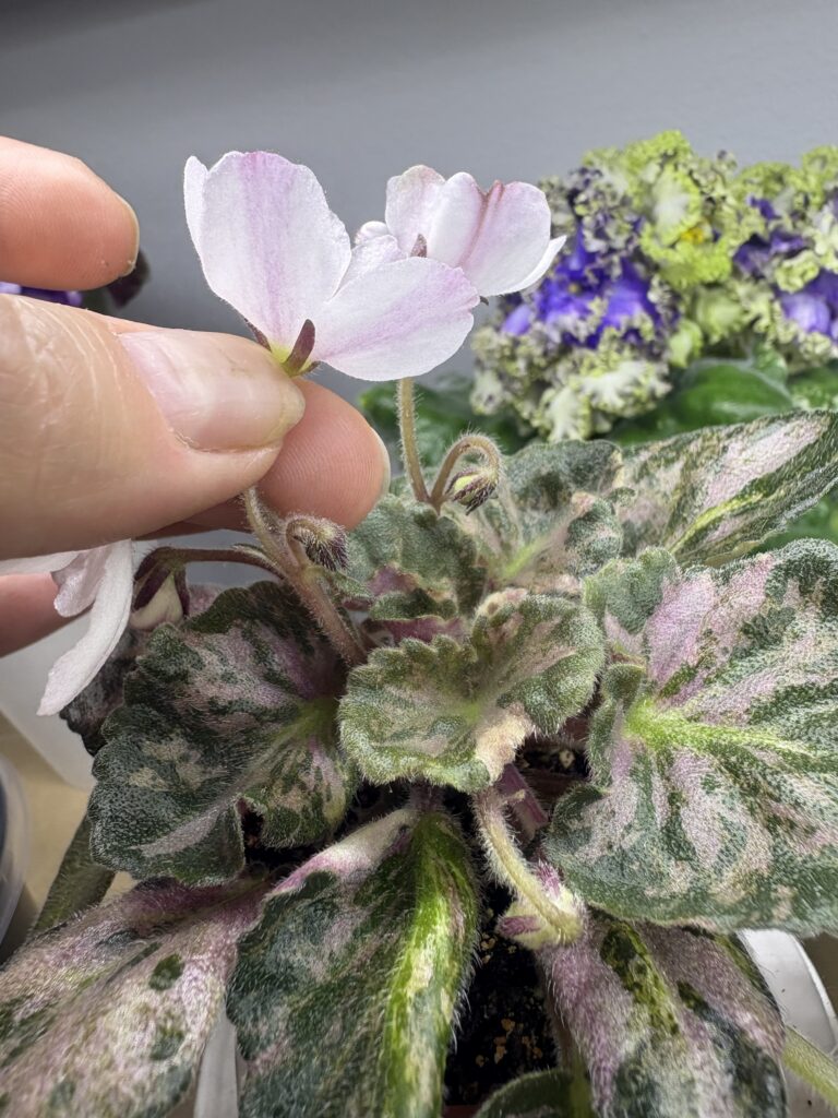 Saintpaulia Diplotricha Variegata