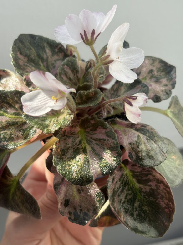 Saintpaulia Diplotricha Variegata