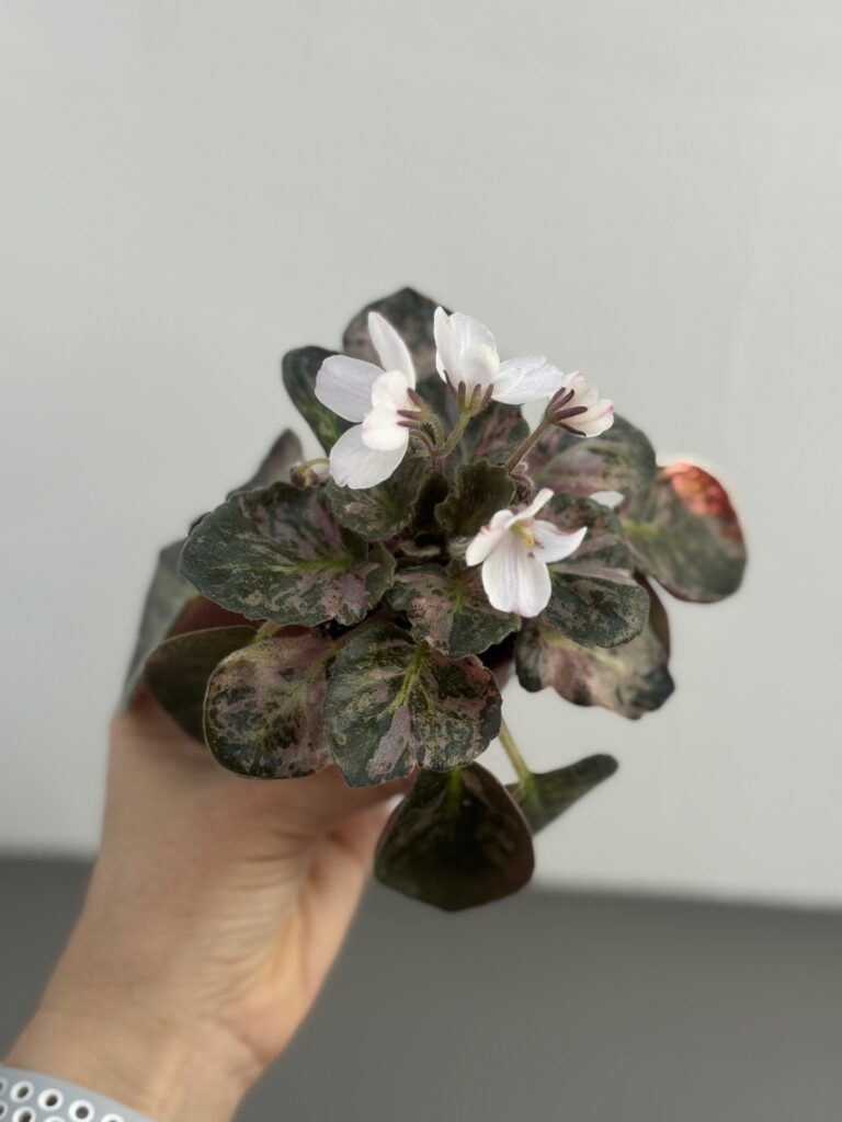 Saintpaulia Diplotricha Variegata