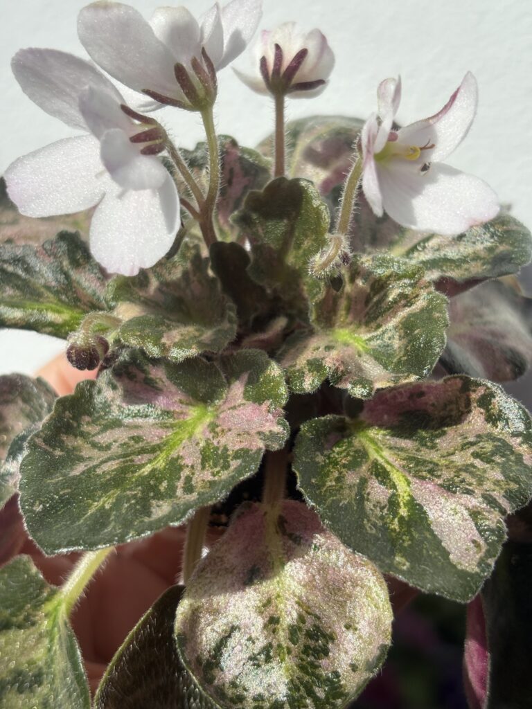 Saintpaulia Diplotricha Variegata