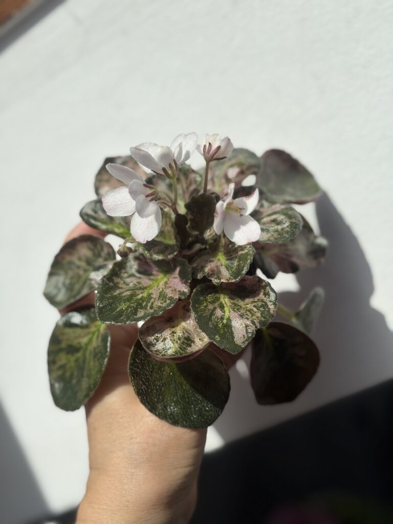 Saintpaulia Diplotricha Variegata