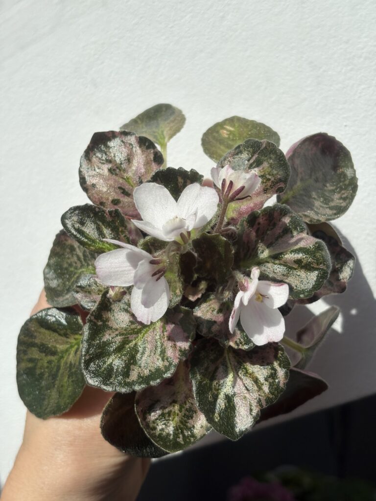 Saintpaulia Diplotricha Variegata