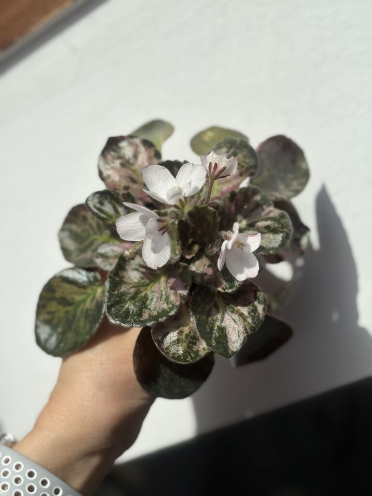Saintpaulia Diplotricha Variegata