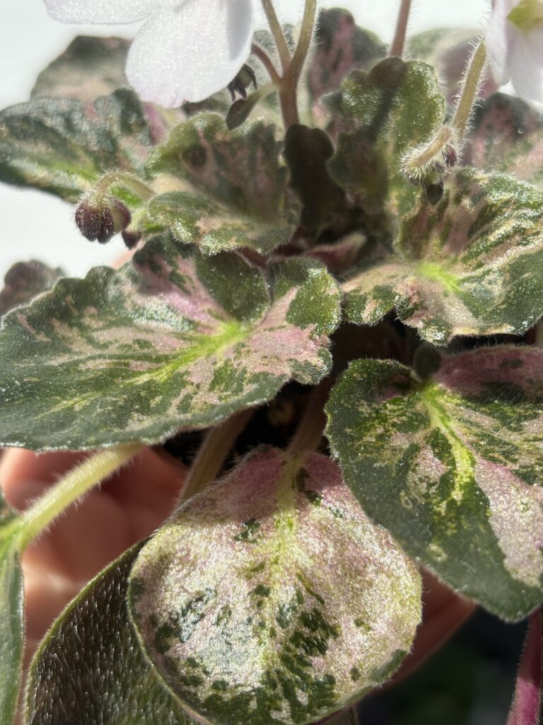 Saintpaulia Diplotricha Variegata