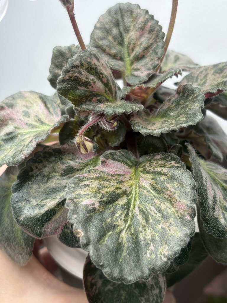 Saintpaulia Diplotricha Variegata